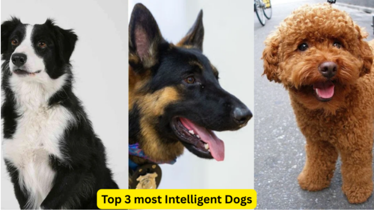 Top 3 Most Intelligent Dog Breeds in the World